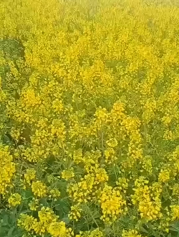 油菜菌核病什么时候防治?