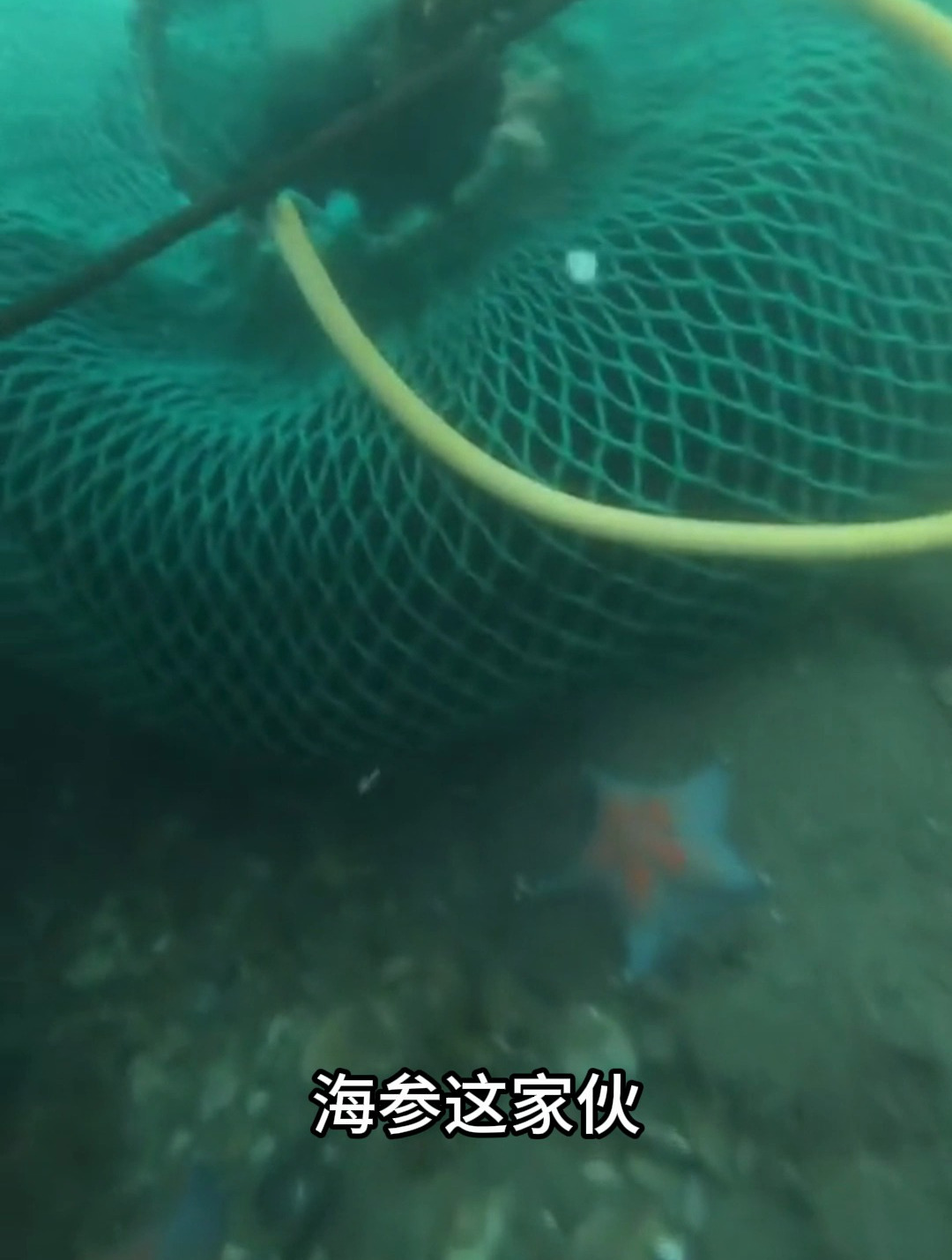 海参在前寒武纪就开始存在了