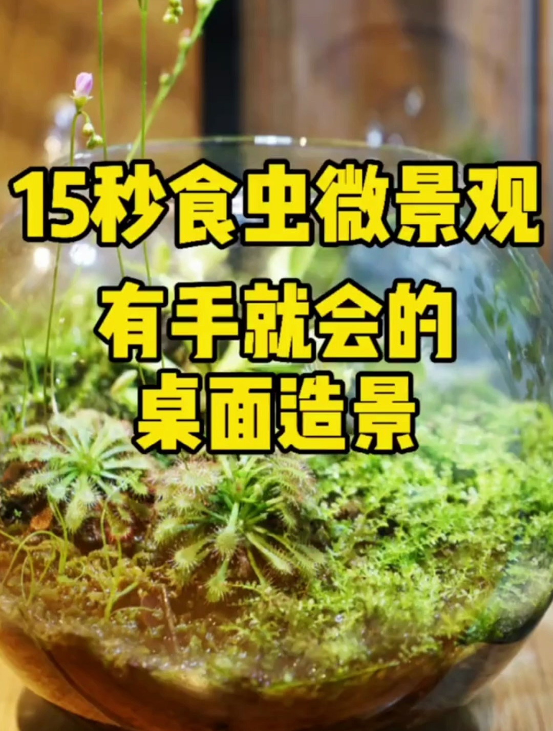 简单食虫缸造景,新手练手的小缸之一。快来试试吧!