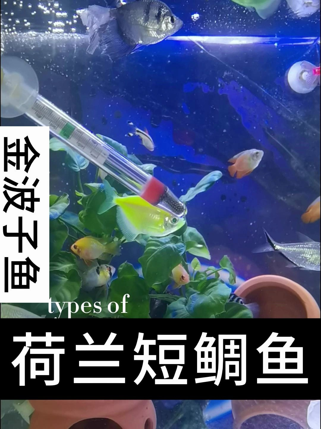 荷兰凤凰鱼和玻利维亚凤凰同属,但是颜色更为靓丽