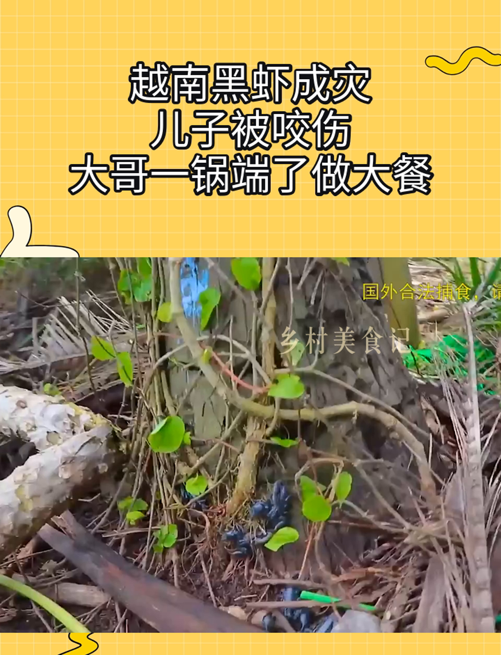 越南黑虾成灾,儿子被咬伤,大哥一锅端了做大餐