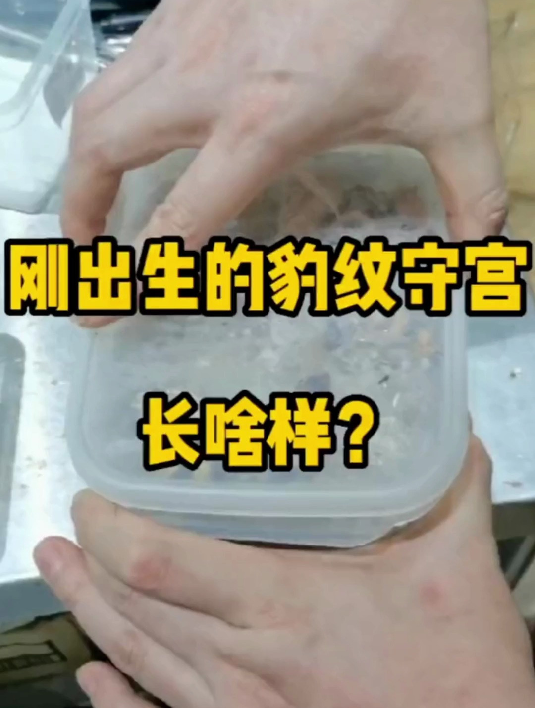 刚出生的豹纹守宫长什么样子