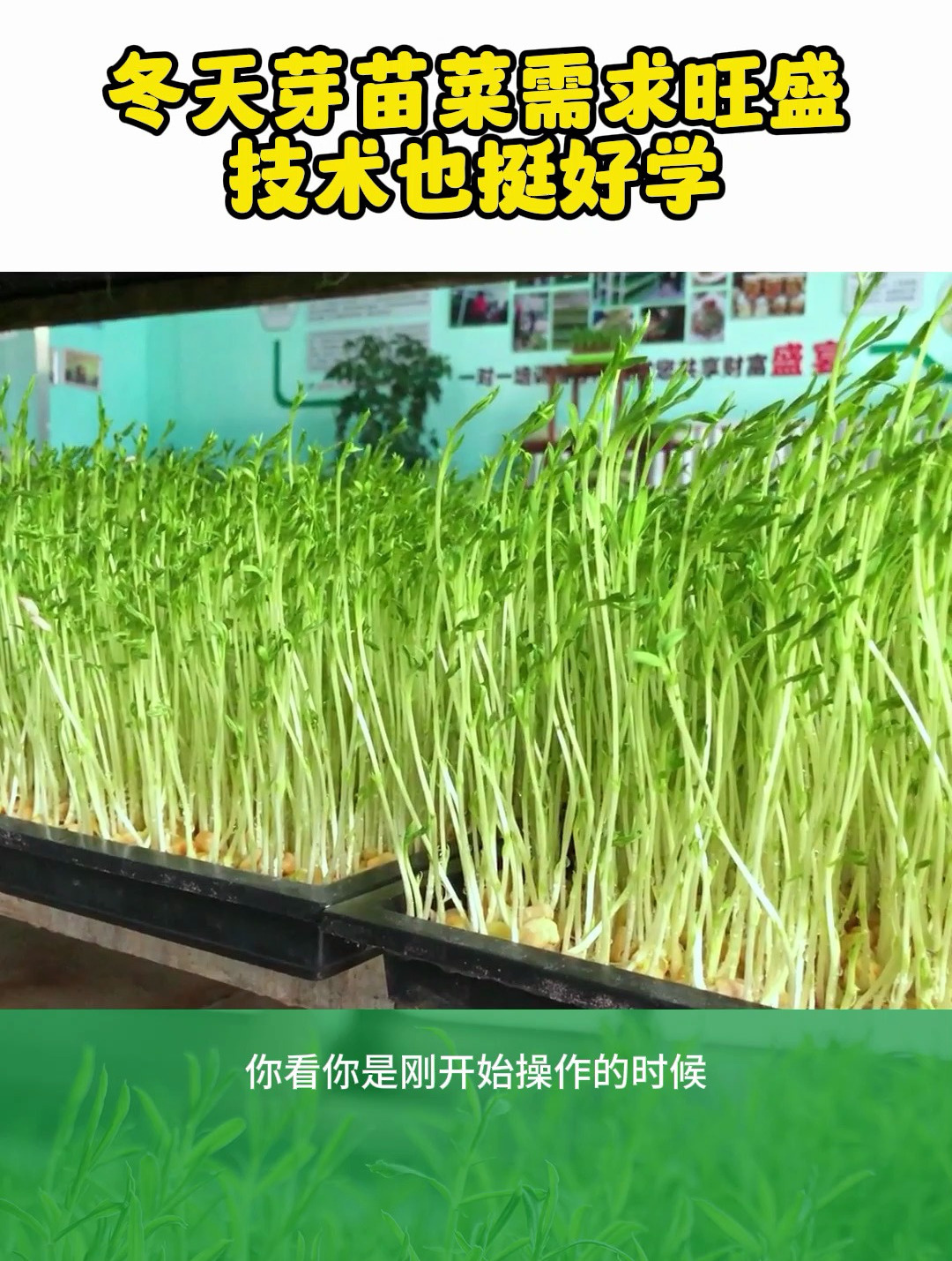 芽苗菜种植 芽苗菜技术学习