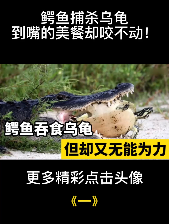 鳄鱼捕杀乌龟,到嘴的美餐却咬不动!