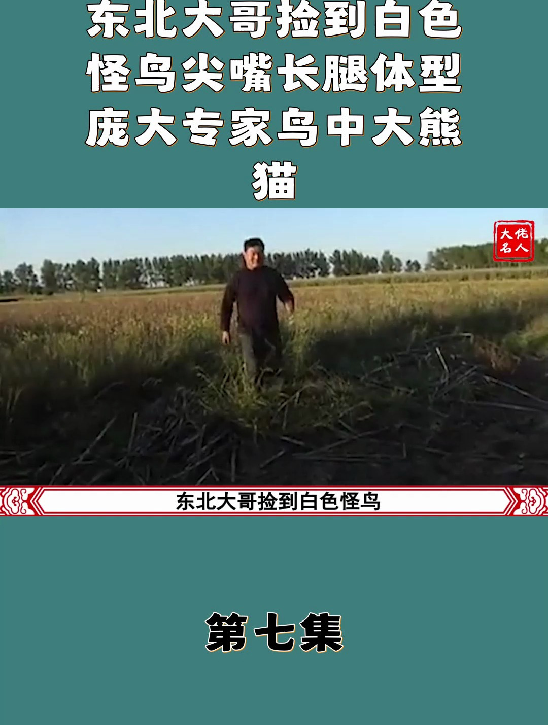 东北大哥捡到白色怪鸟 尖嘴长腿体型庞大 专家 鸟中大熊猫7