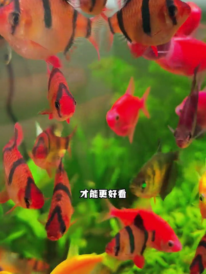 为什么你养的鱼发色很难,并且长得也慢?可能是你的鱼营养不良