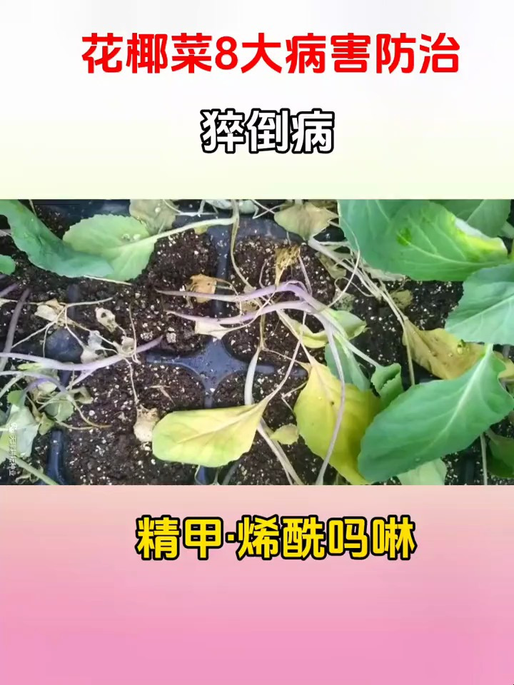 花椰菜8大病害方案