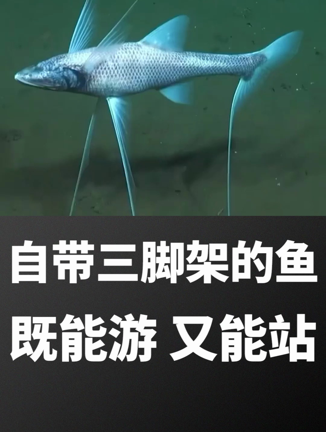 自带“三脚架”的鱼,不仅可以在水里游,还能在水里站着