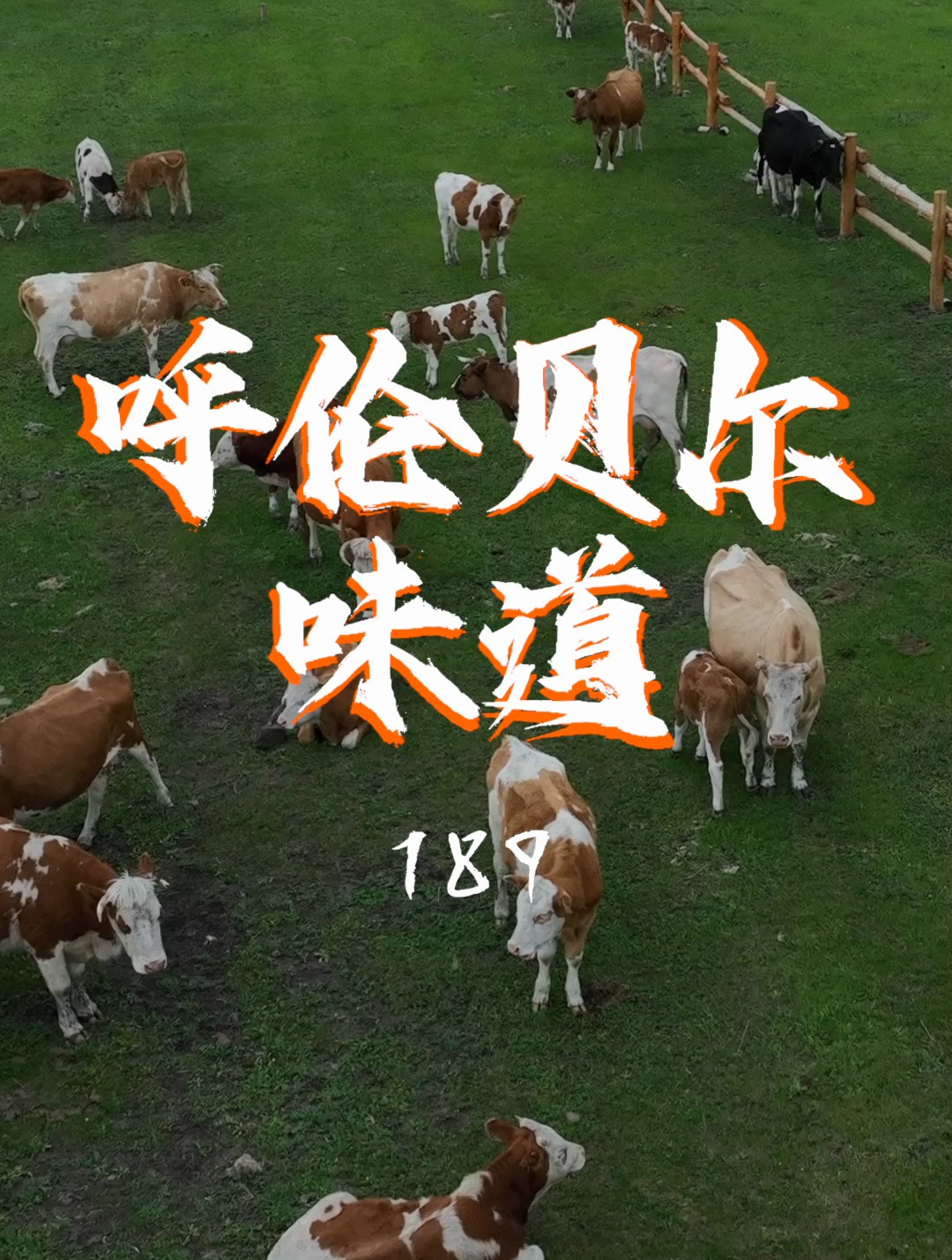 草原散养黄牛肉正宗呼伦贝尔味道黄油牛肉