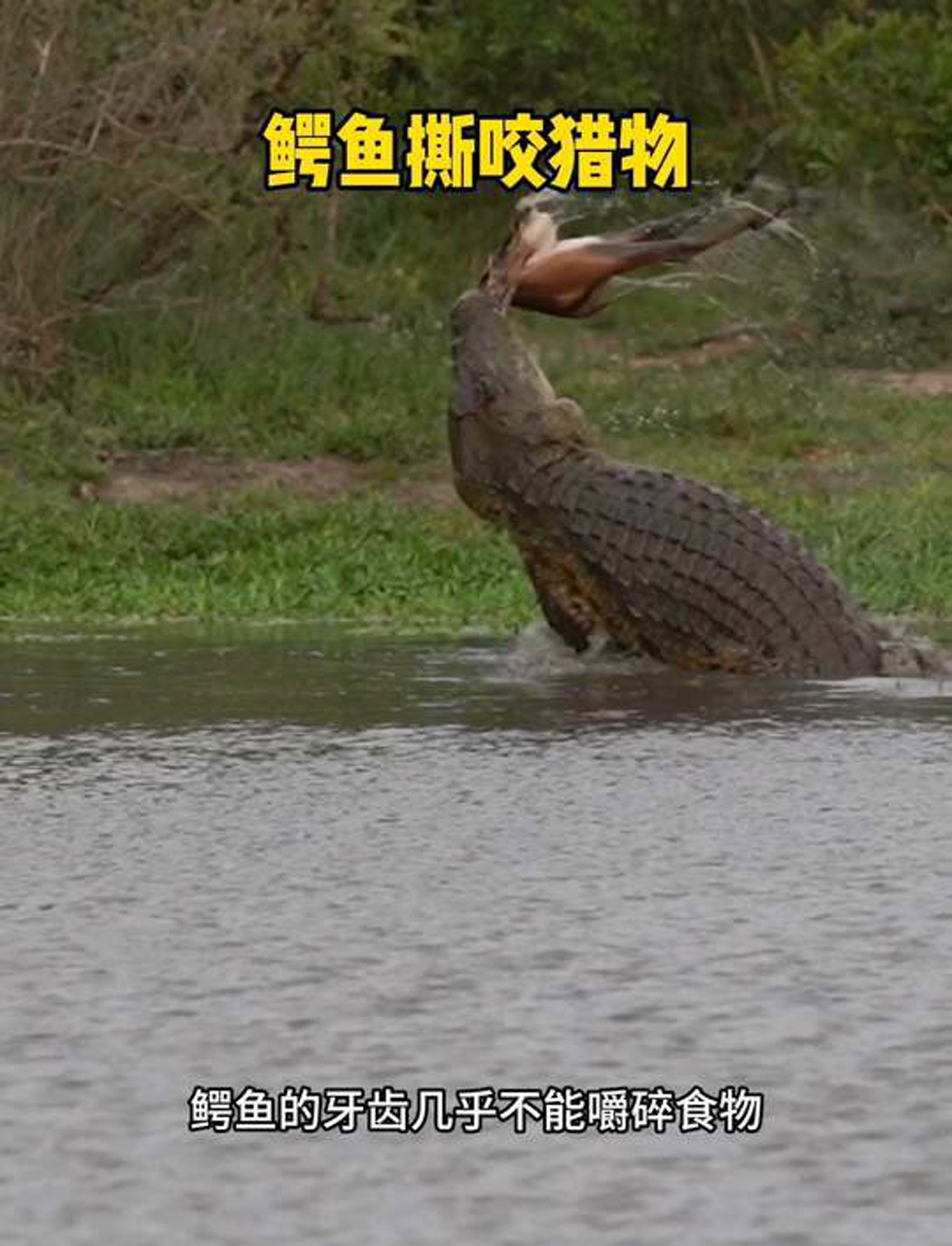 鳄鱼咬合力不强,靠摇头晃脑撕猎物