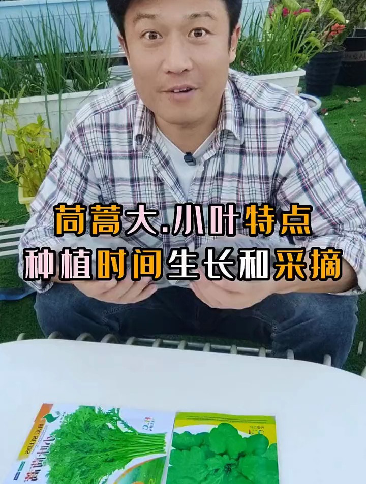 家庭有机种植法种茼蒿,种一次,放心吃个大半年