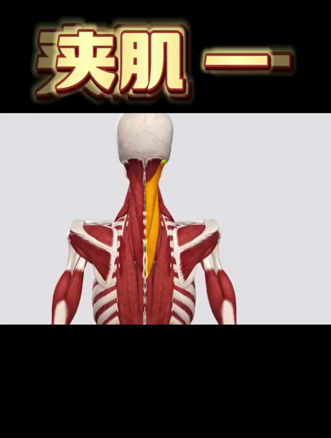 (一)夹肌——颈肩部重要的一组肌肉
