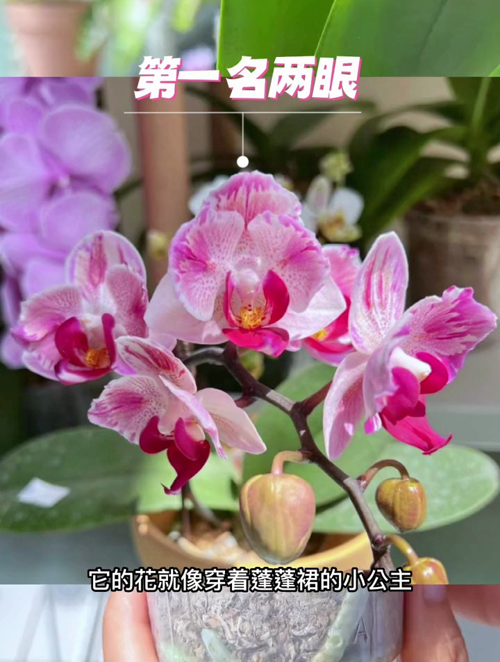 7款原生蝴蝶兰,你们最喜欢哪款