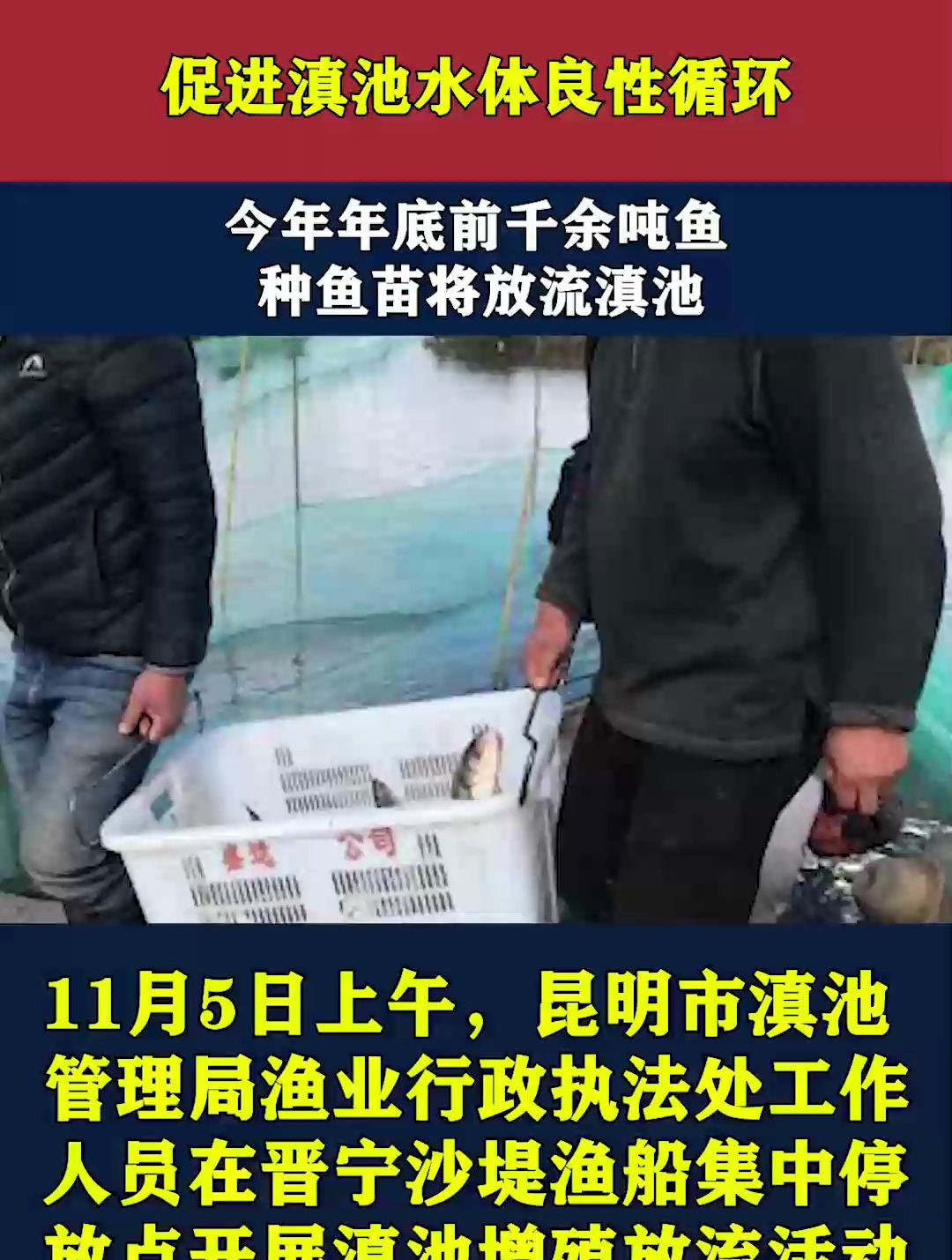 促进滇池水体良性循环,今年年底前千余吨鱼种鱼苗将放流滇池