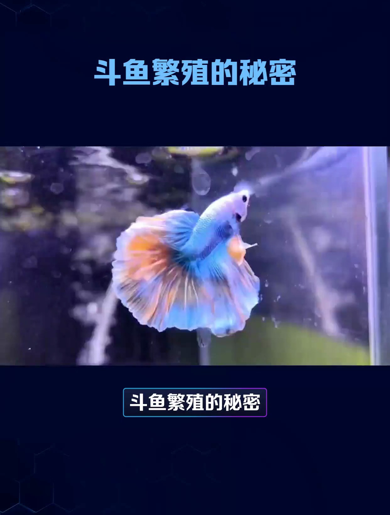 你知道斗鱼是如何繁殖的吗?