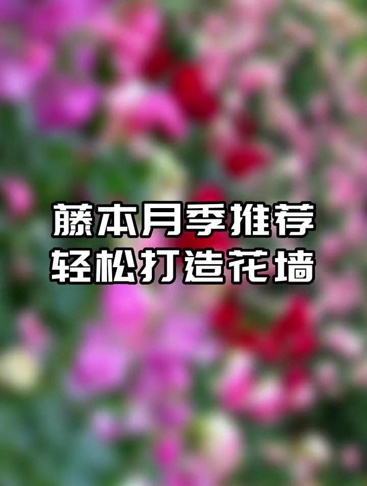 带你认识20个月季品种,记不住记得点赞收藏