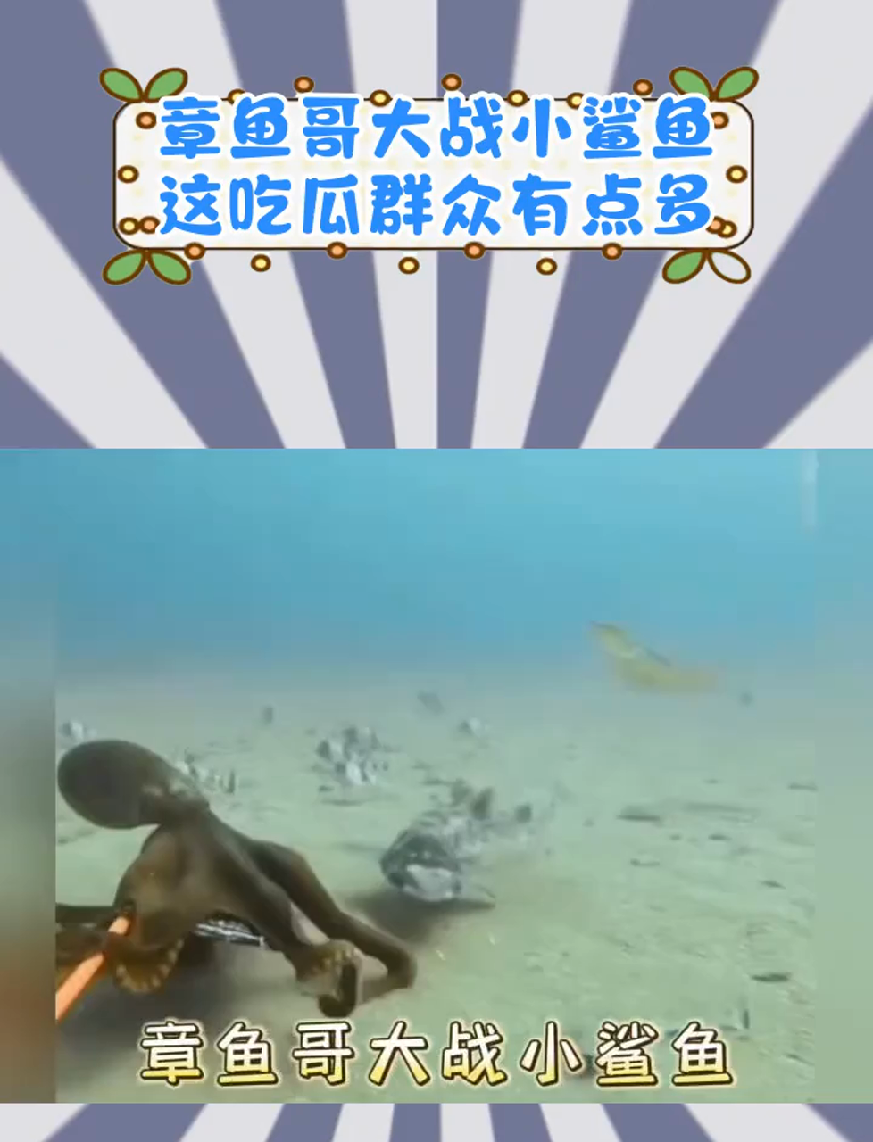 章鱼哥大战小鲨鱼,这吃瓜群众有点多啊