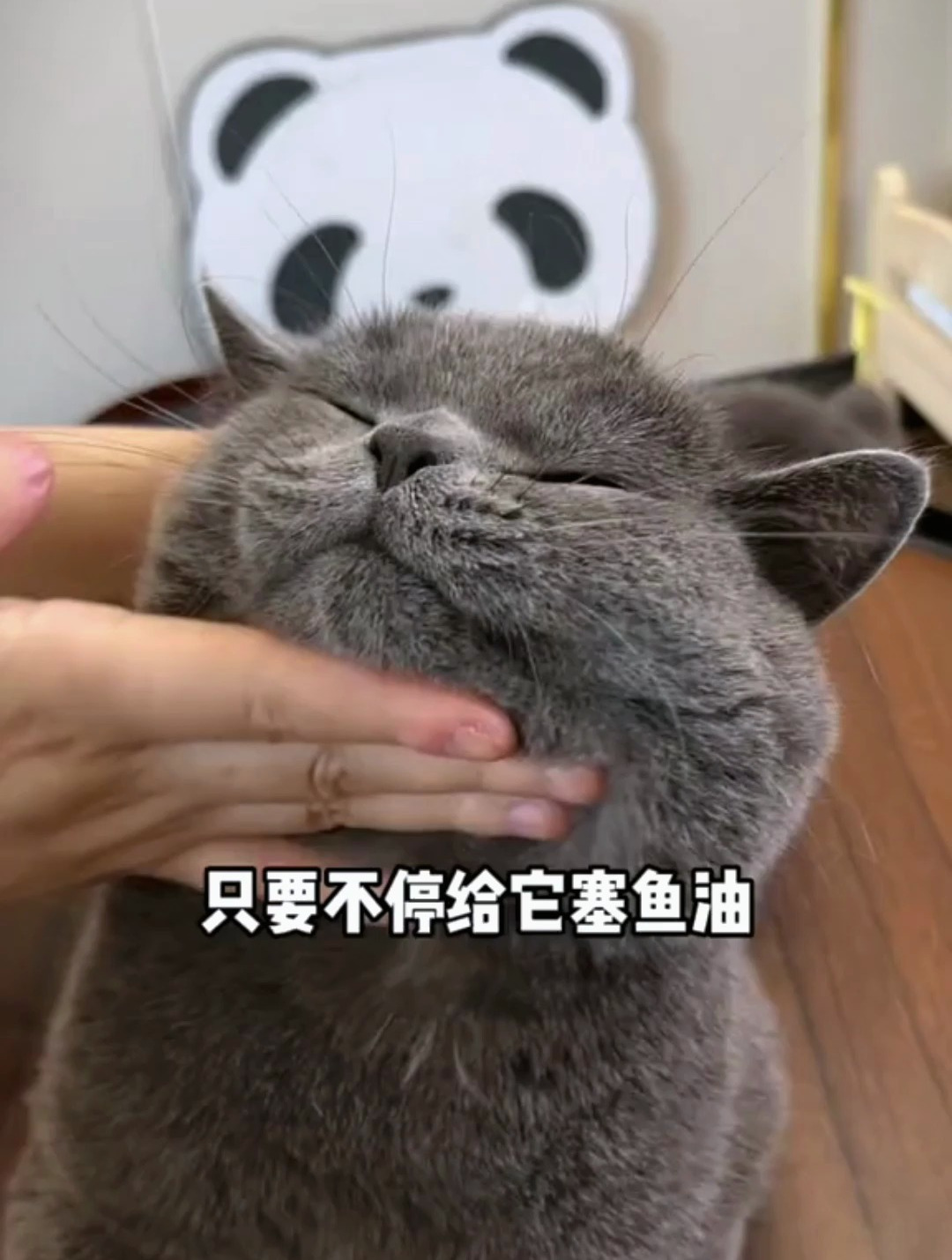 赶紧试试这款深海鱼油吧,好用不贵,猫猫狗狗都可以吃!
