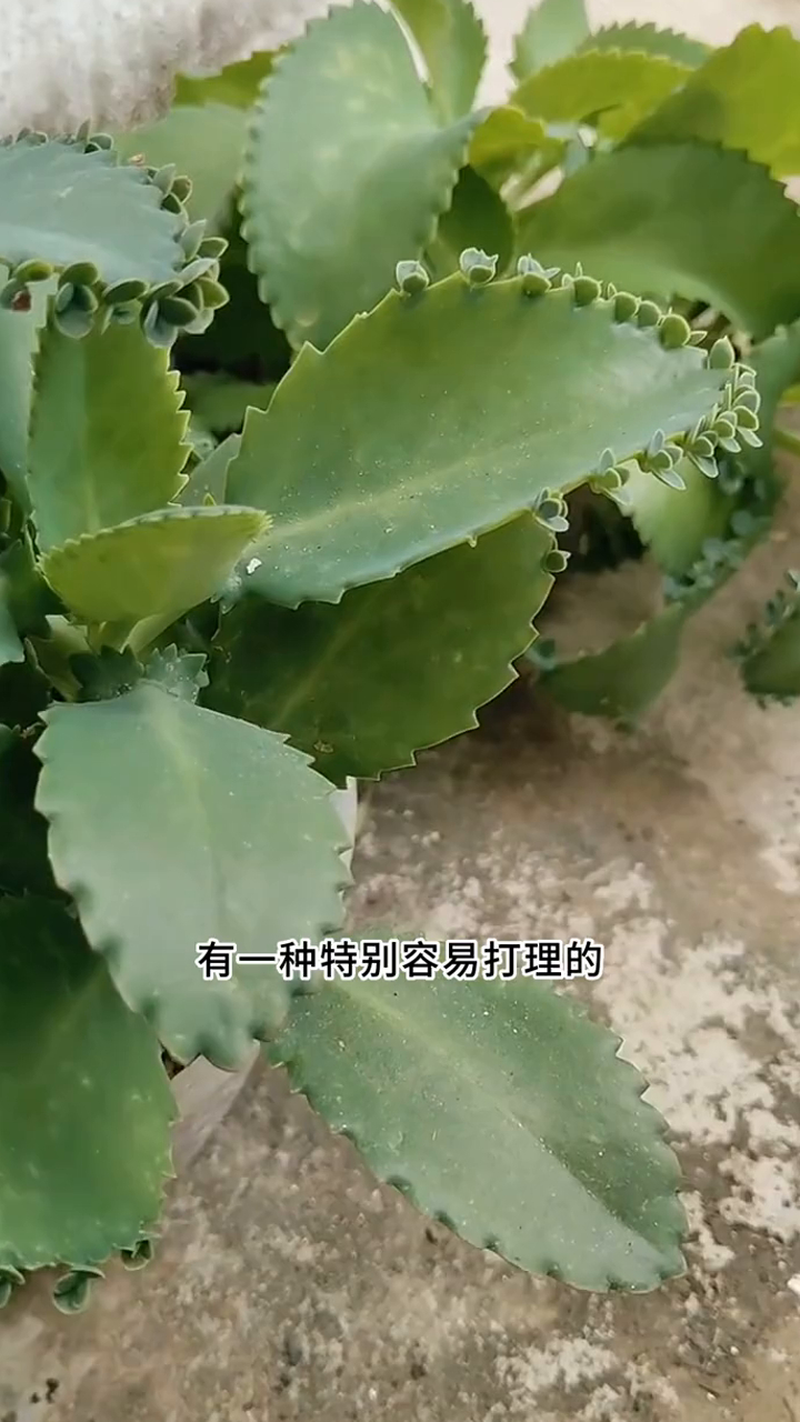 不死鸟多肉夏天随便养不会挂,品种很多,冬春开花就特好看