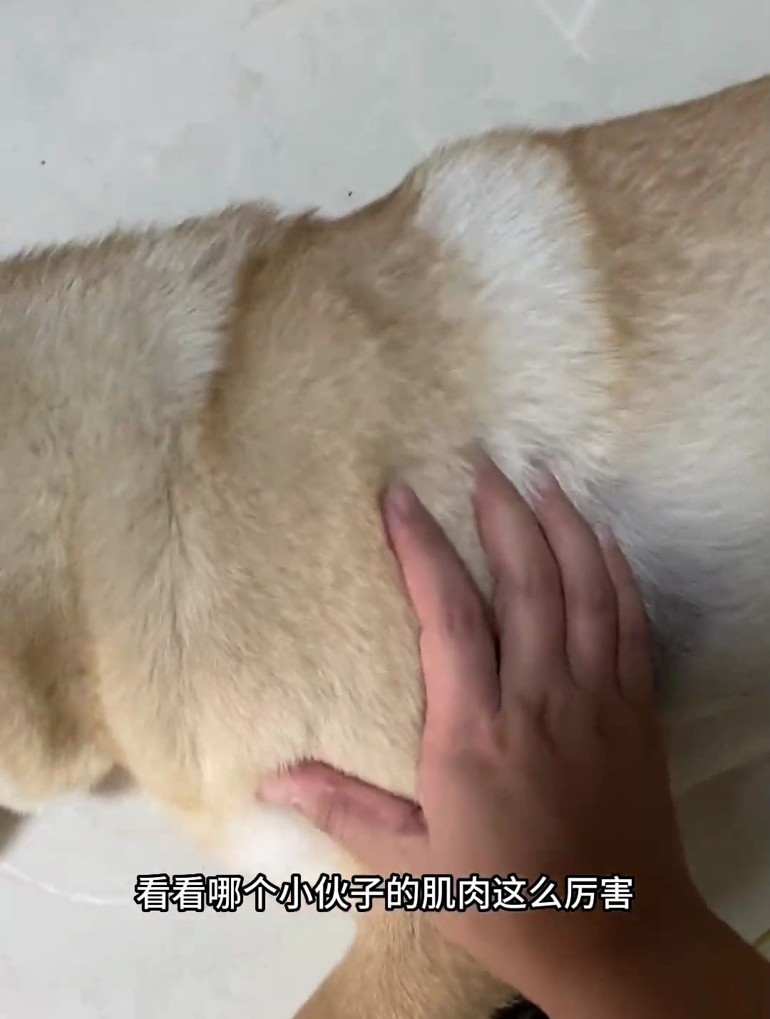 肌肉狗