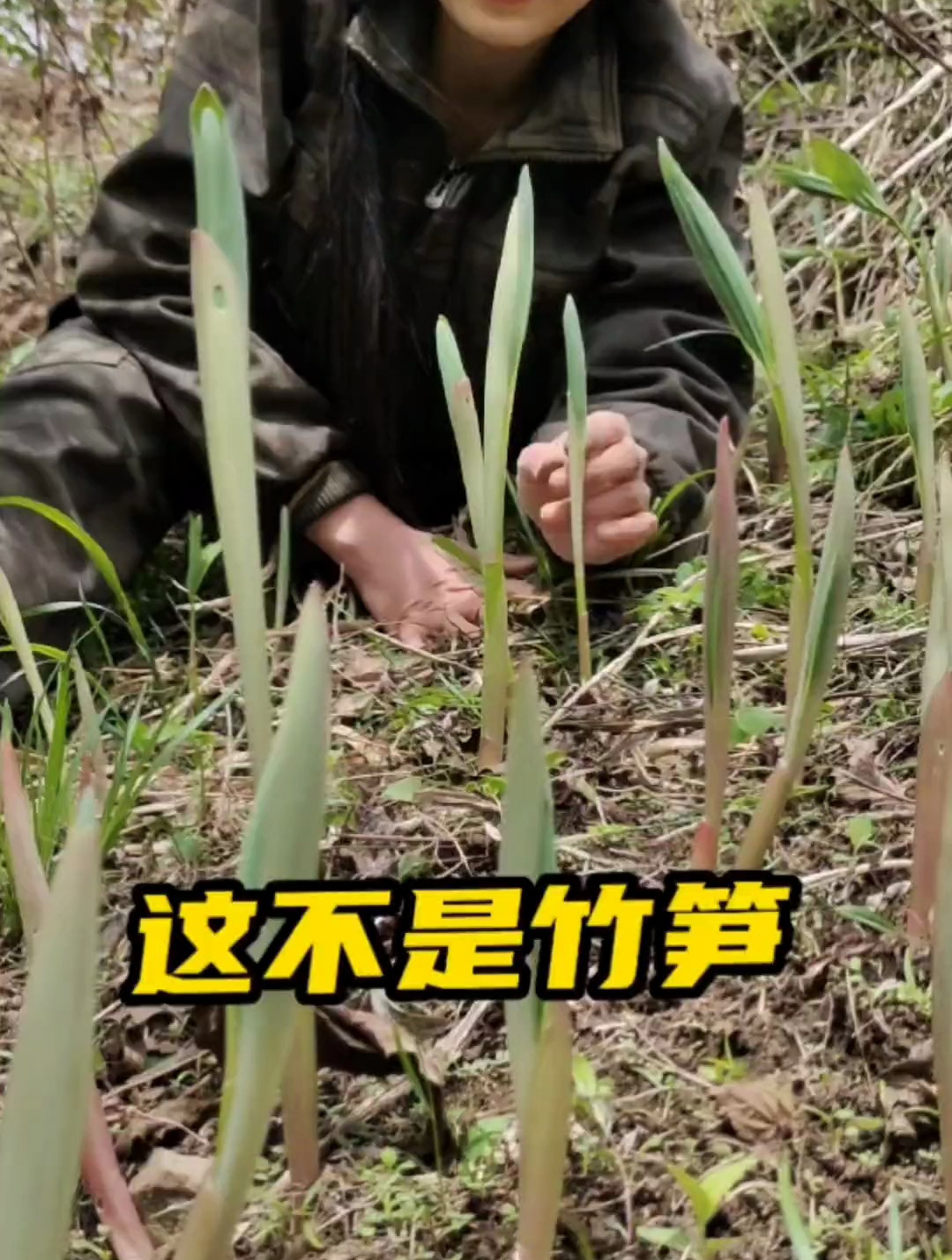 长得像竹笋,叶子是山野菜,根是药材,有认识的吗