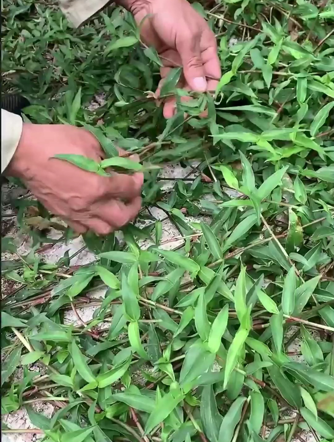 民间中草药——鸭跖草