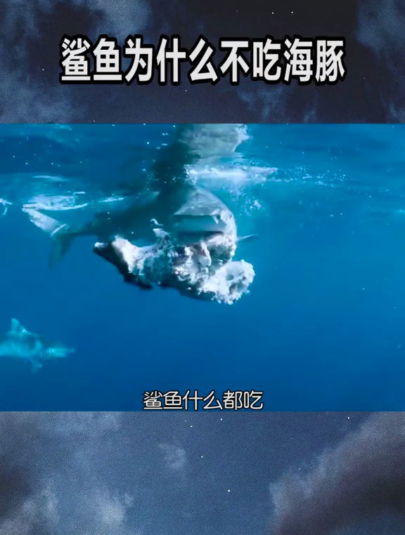 鲨鱼什么都吃,为什么单独不吃海豚?