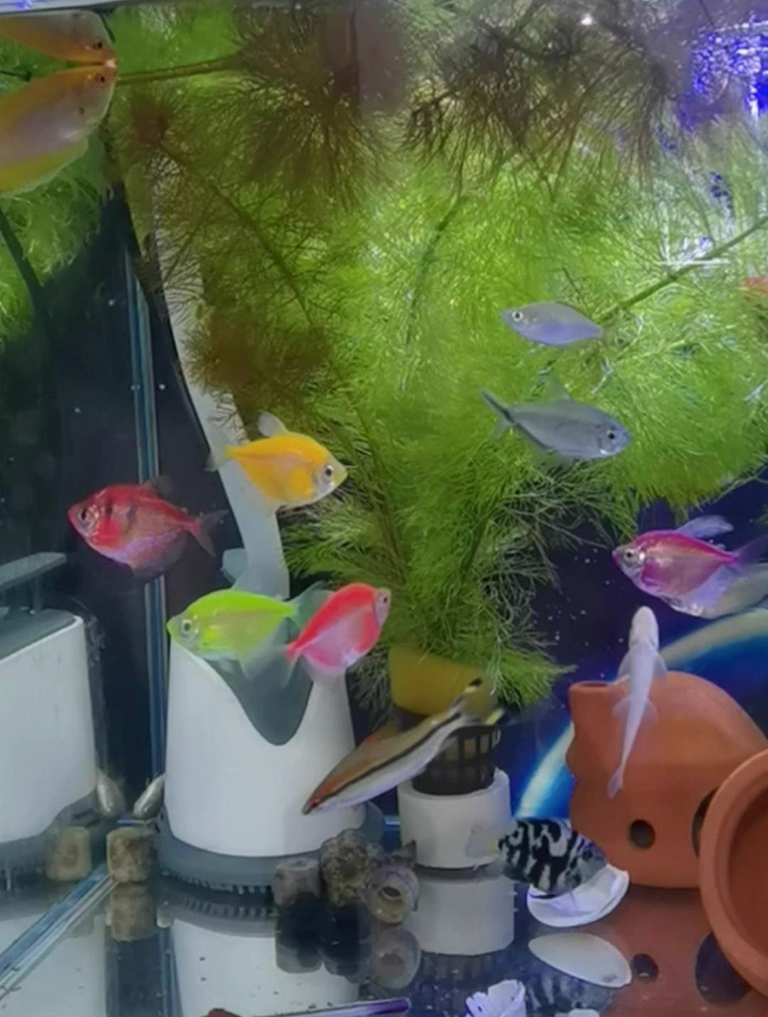 七彩天使鱼有两个色系,每个色系均为7种颜色,可以养14个颜色