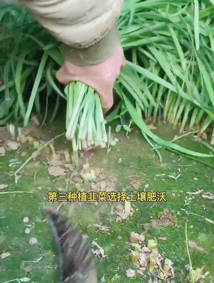 3步教你移栽韭菜根,长得又粗又“肥硕”,根根像小葱!