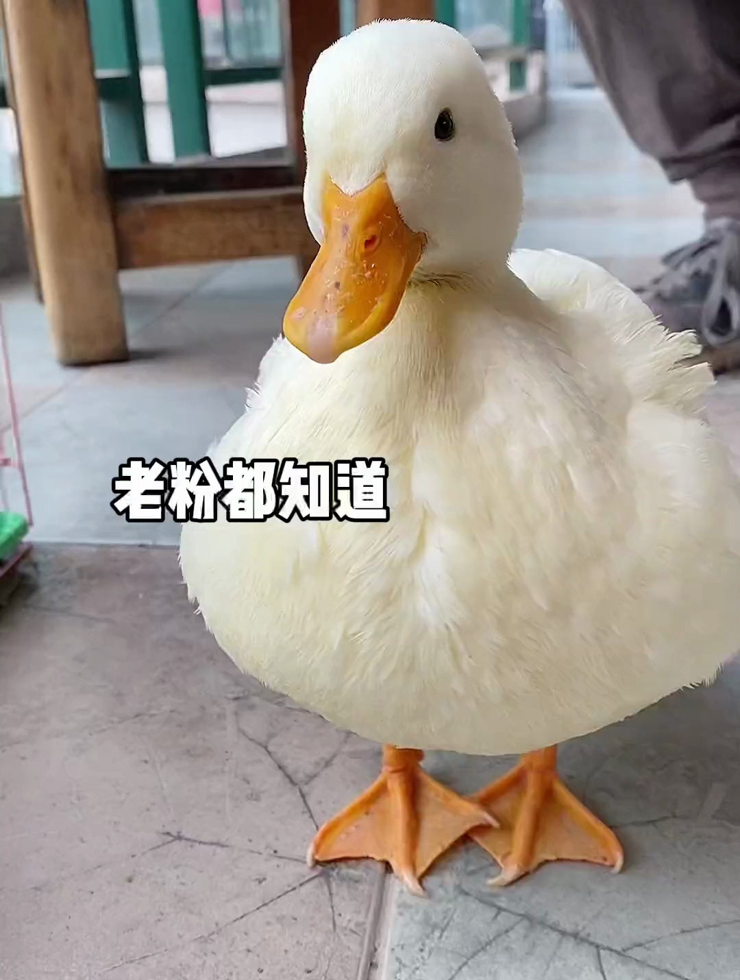 有只柯尔鸭 自己都不知道自己会飞