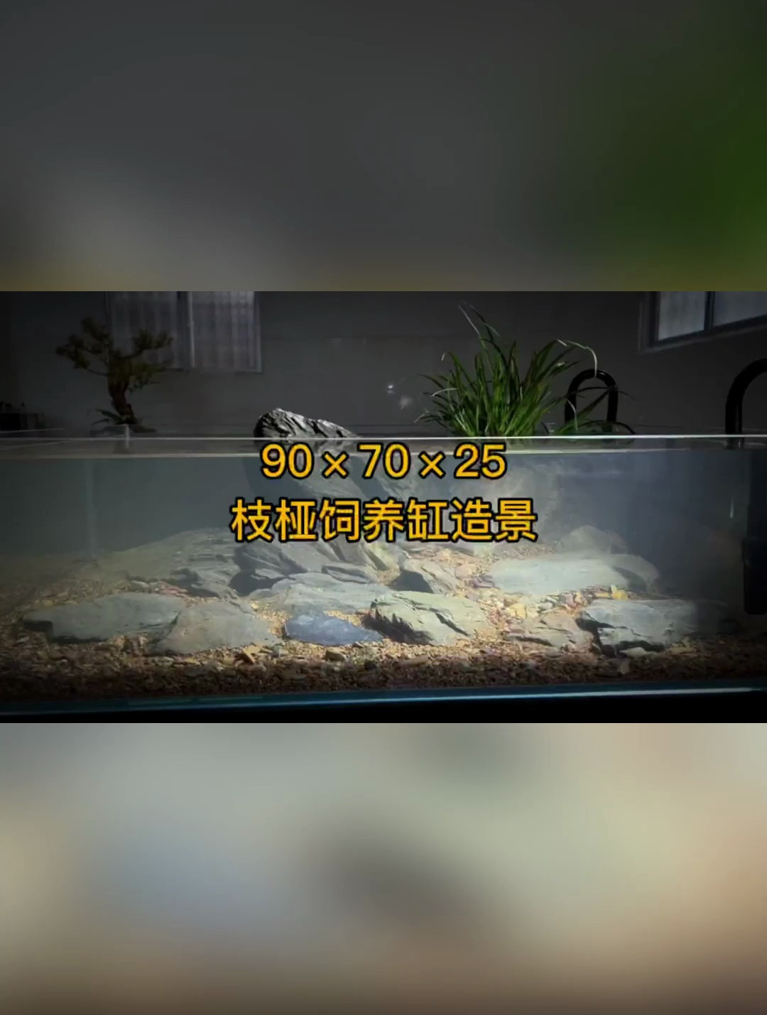 矮缸造景 预计后期是饲养枝桠虾虎