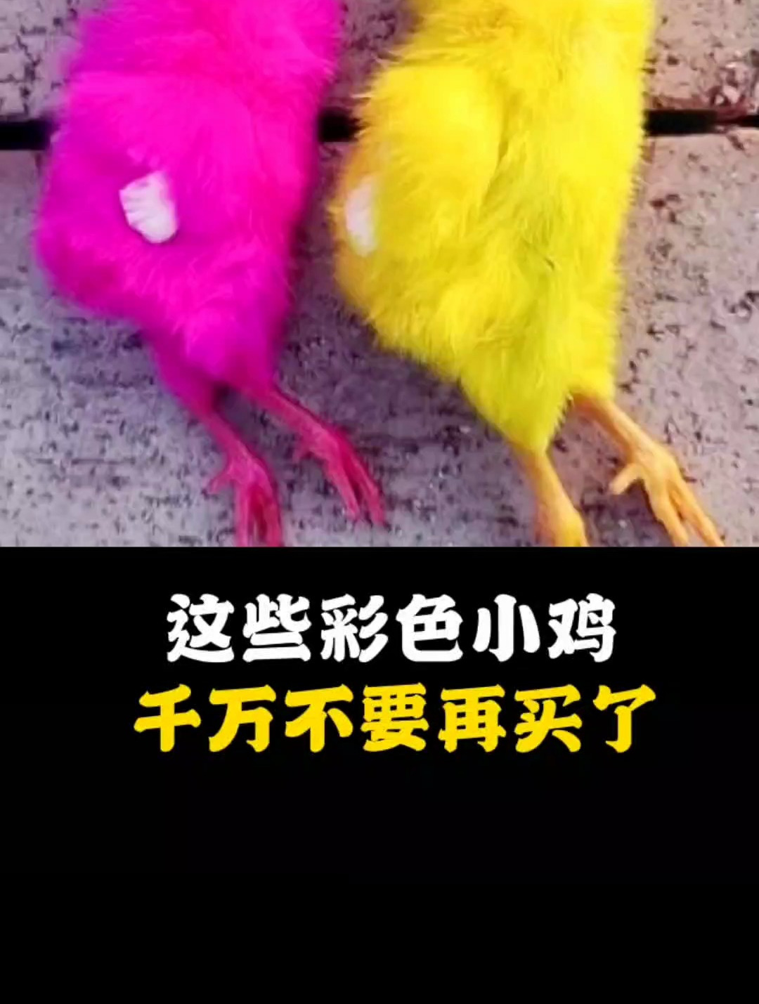 这些彩色的小鸡,千万不要再买了!