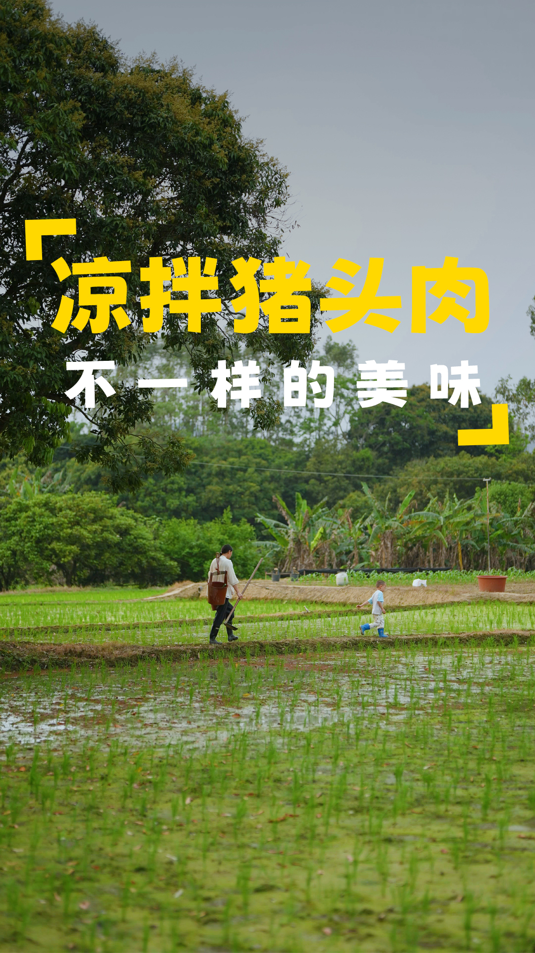 把花生种上,期待丰收,晚上做一道凉拌猪头肉,先炸后卤,很下饭
