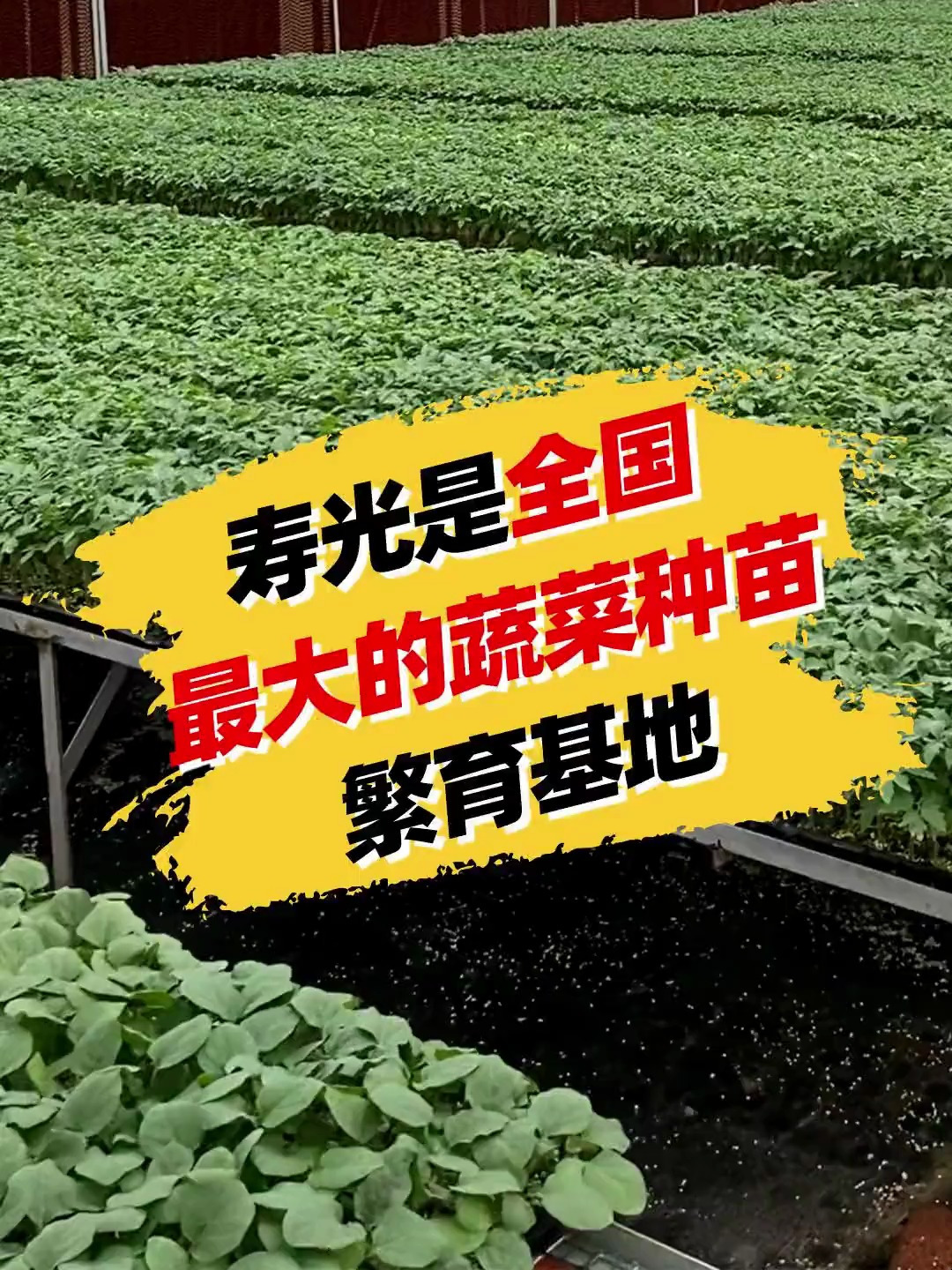 大家知道吗,寿光是全国目前最大的种苗繁育基地