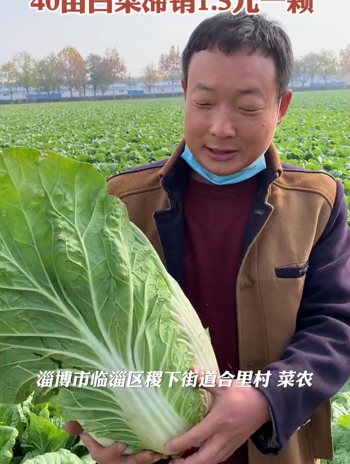 山东淄博,菜农40亩白菜滞销,1.5元一颗销售