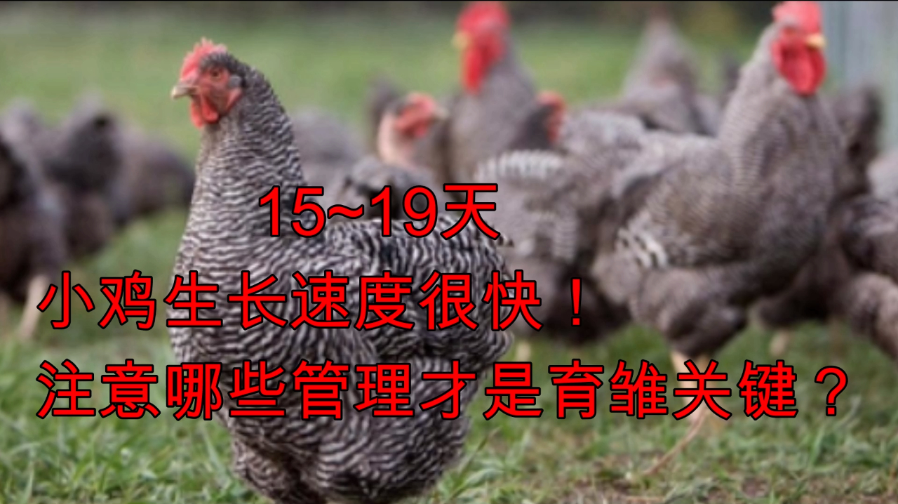 育雏15~19天,小鸡生长发育最快的时期,注意这些管理是关键