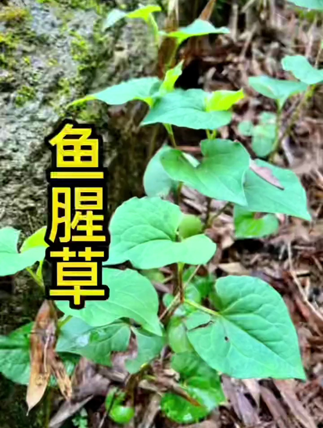 植物百科_ 中草药知识__民间好植物:鱼腥草