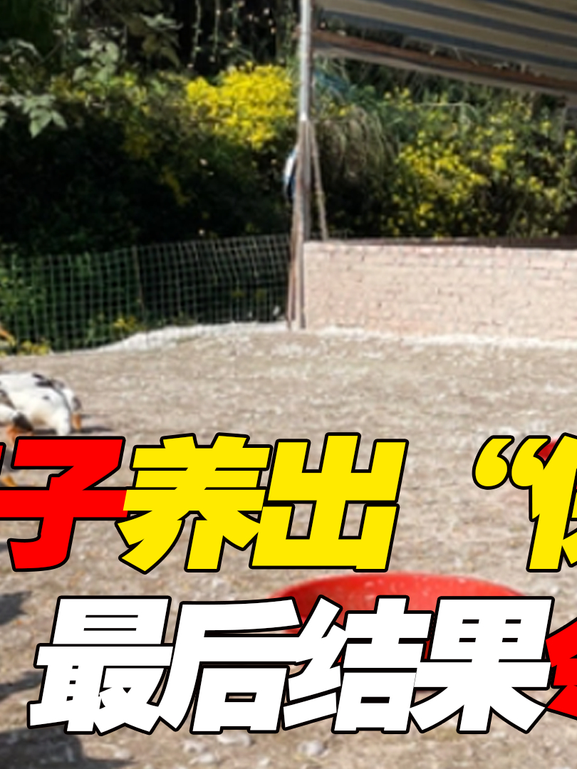 神奇鸭子显神通?不仅爱美女还见义勇为,难道鸭子成精了?