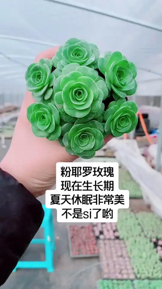 粉耶罗玫瑰,多肉植物界的温柔佳人