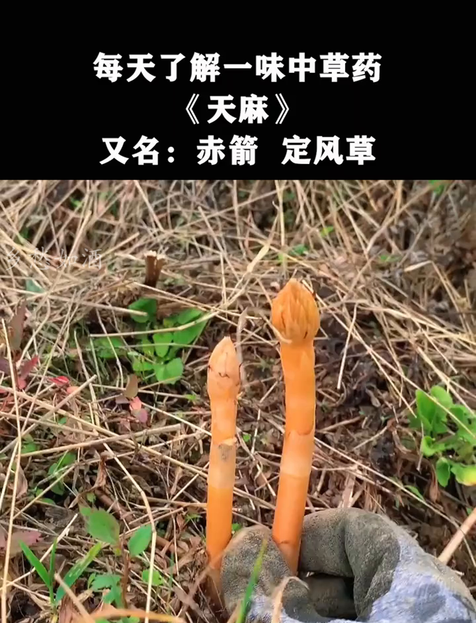 天麻,人称赤箭、定风草,没根没叶,像外星植物,自古以来受人喜爱