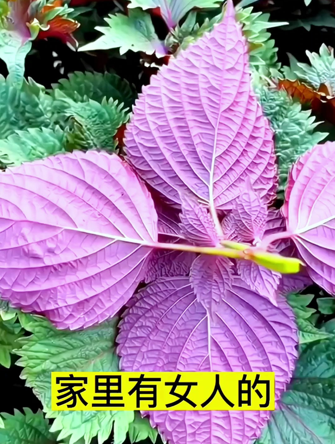紫苏被世人称为“解毒奇草”,原来它的功效那么多,你了解吗?