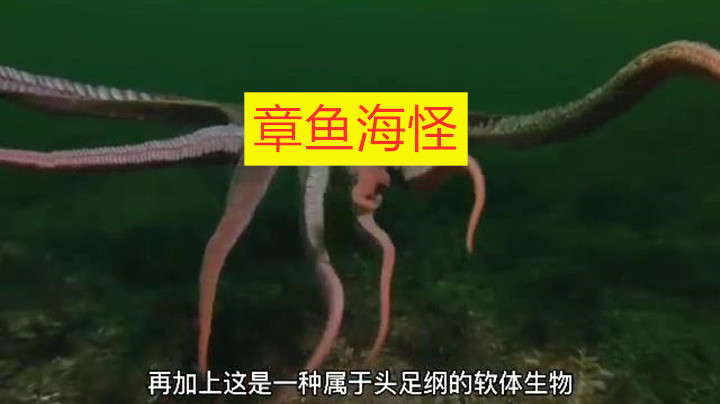章鱼海怪是否真的存在,它的身上到底有什么秘密?