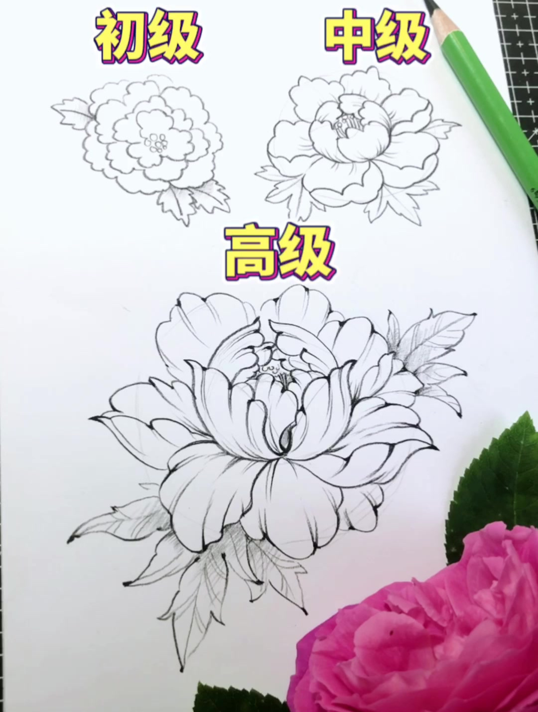 速写线描|手绘牡丹花线稿画法教程