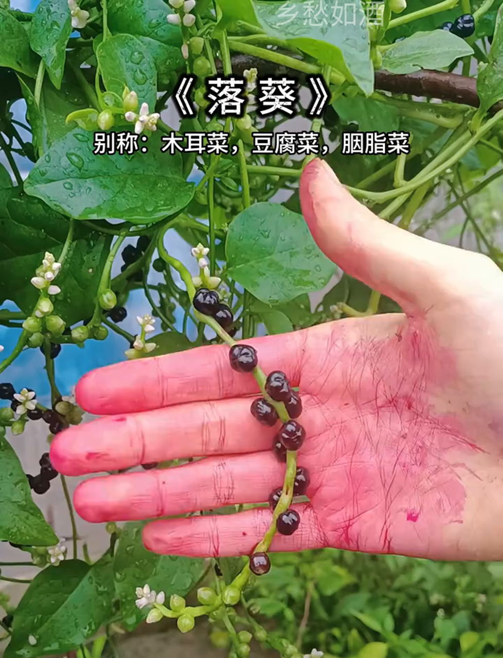 你可能没听过落葵,但它的另一个名字你肯定知道——木耳菜