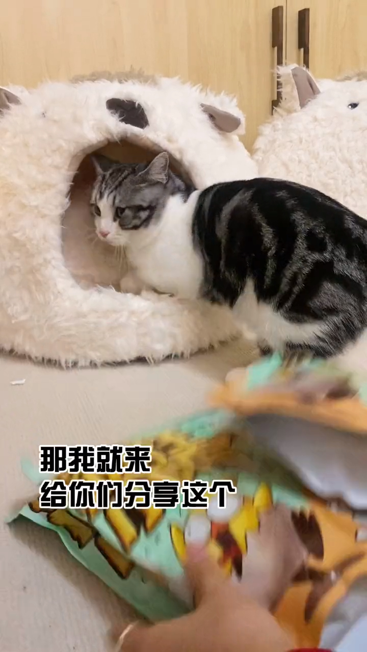 营养美味的小鸡冻干,天然的卵磷脂喔!既能磨牙洁齿还能防止掉毛,安排