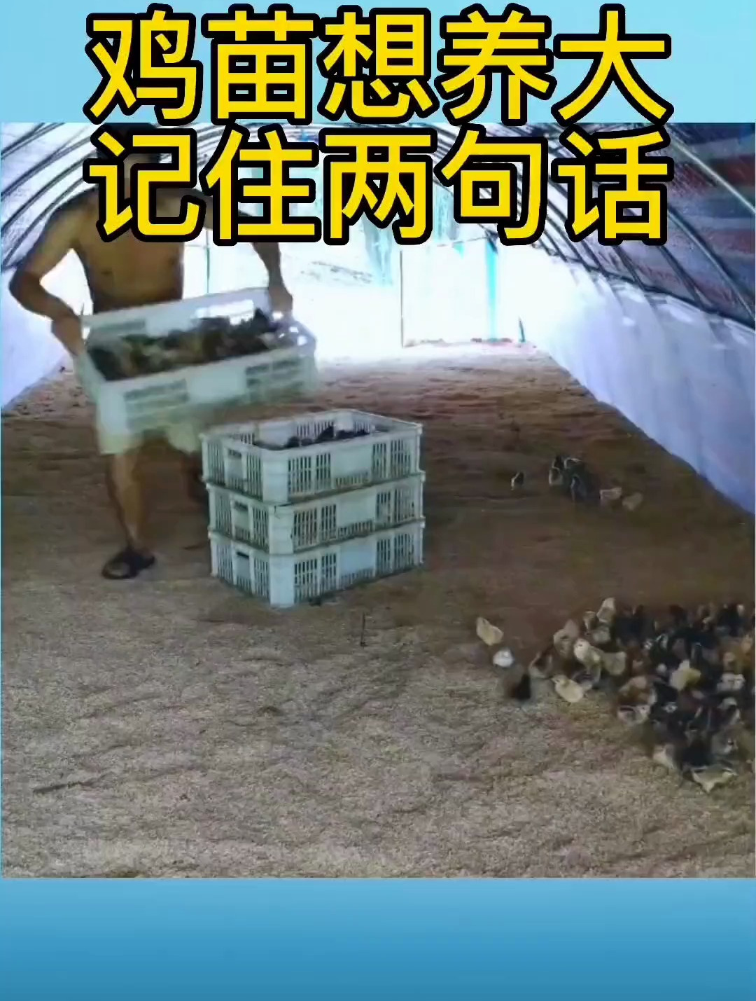 鸡苗想养大,记住两句话