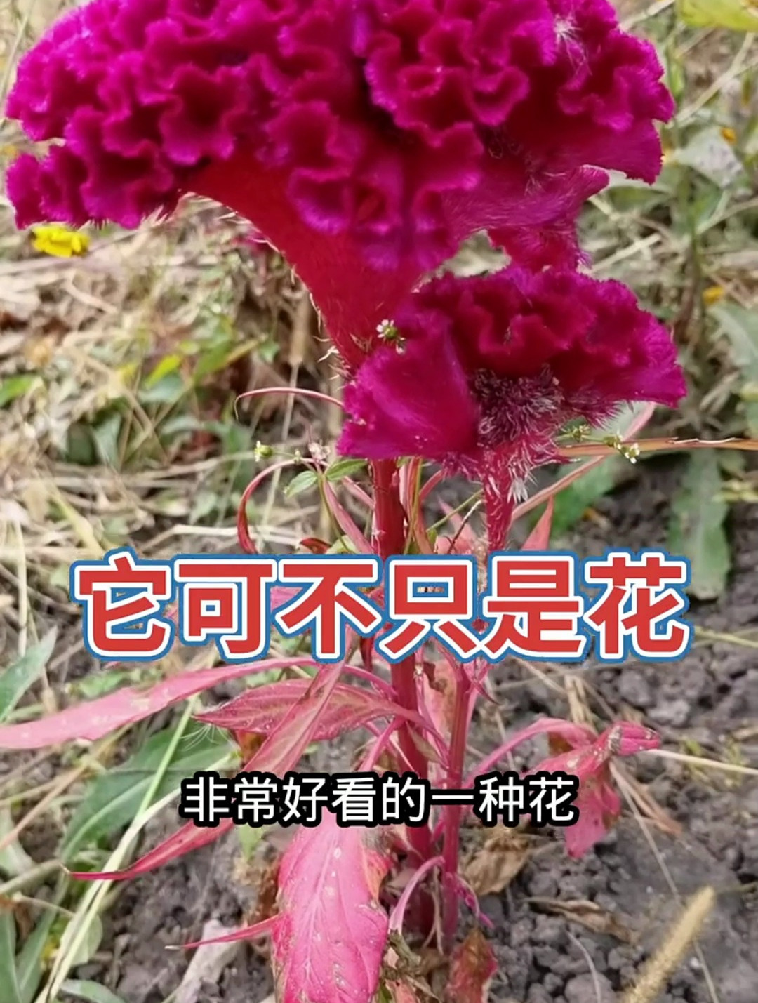 鸡冠花,它可不只是花哦