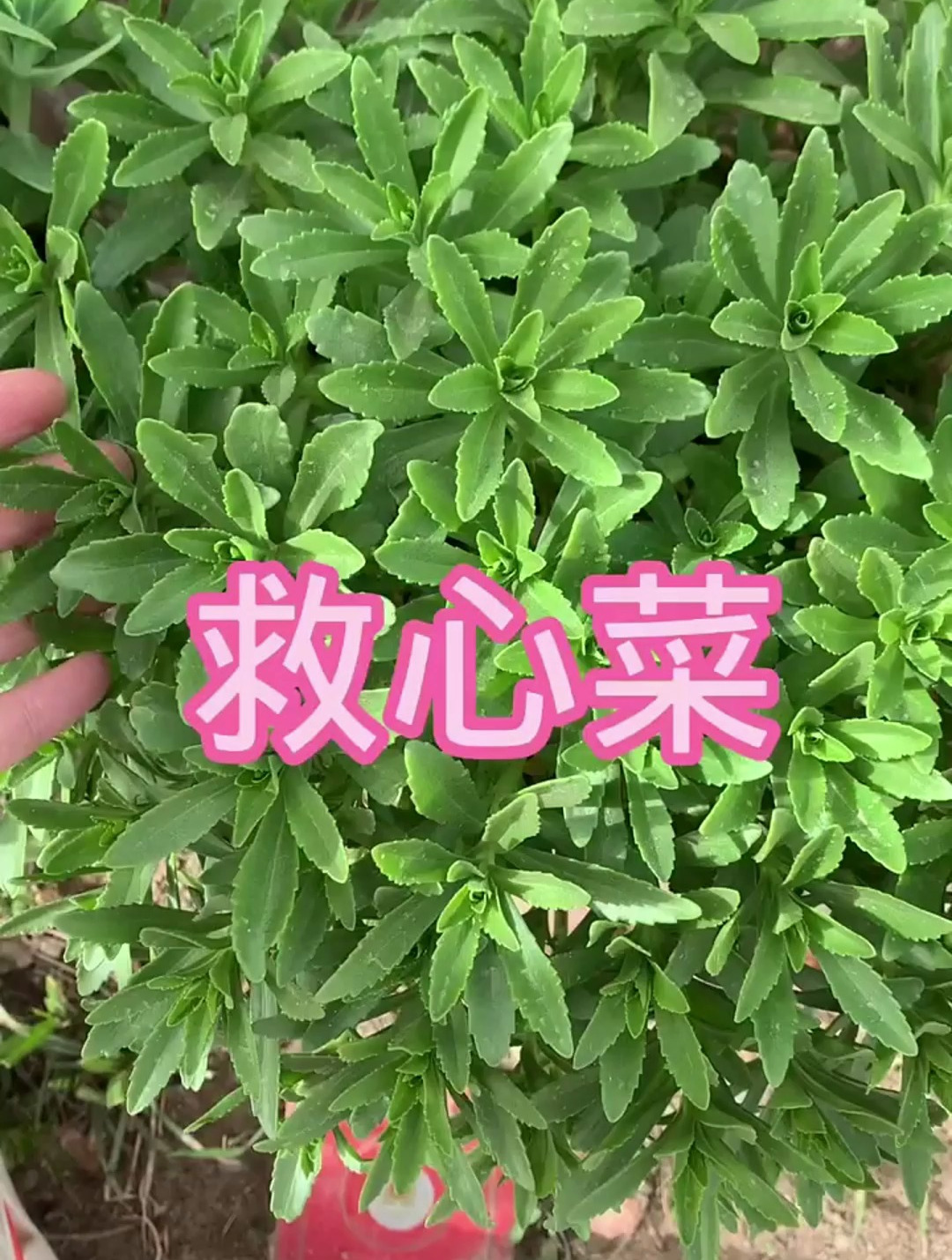 费菜也叫救心菜,听我来说