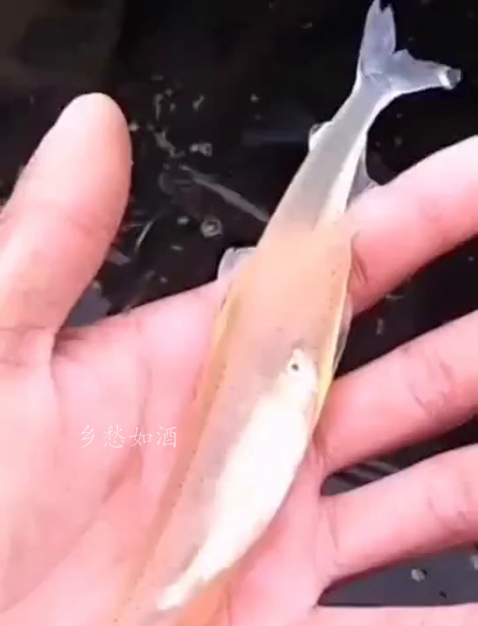 瞧这通体透明的鱼儿,就是银鱼啦!