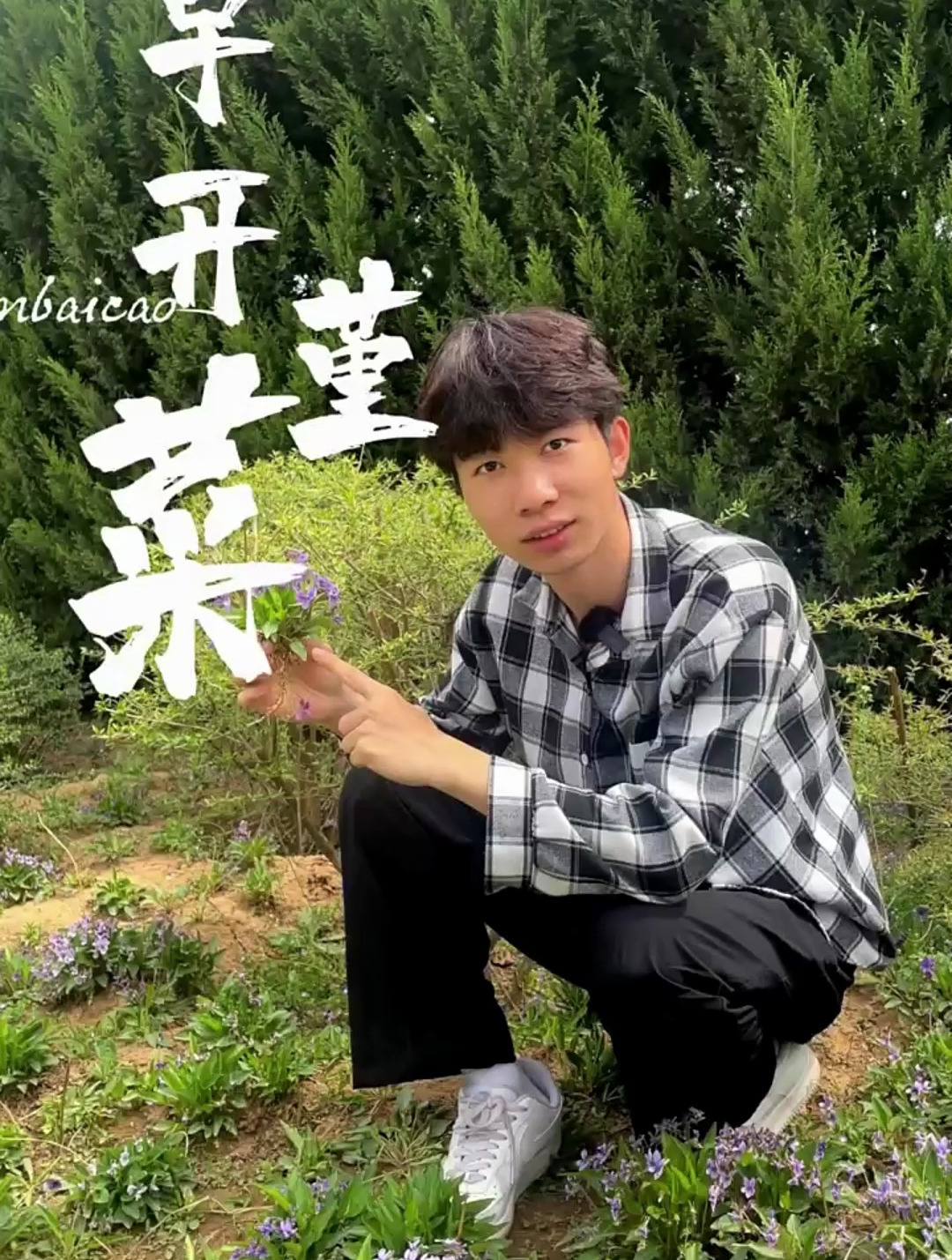 早开堇菜和紫花地丁的区别你知道吗